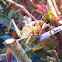 Eastern Lubber Grasshopper