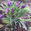 Crocus