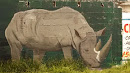 Rhino Mural