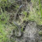 Common Garter Snake