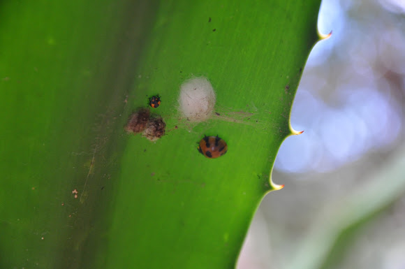 Spotting Image 1
