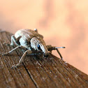 weevil beetle
