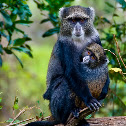 Blue Monkey