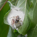 Jumping Spider