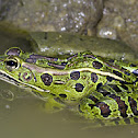 Northern leopard frog