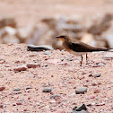 Collared Pratincole