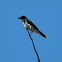 Eastern Kingbird