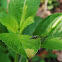 long legged fly