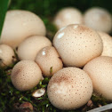 Puffballs