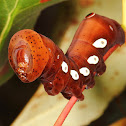 Pandorus Sphinx