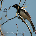 Frutero overo (Magpie tanager)
