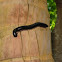 Millipede