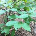 Hickory Tree