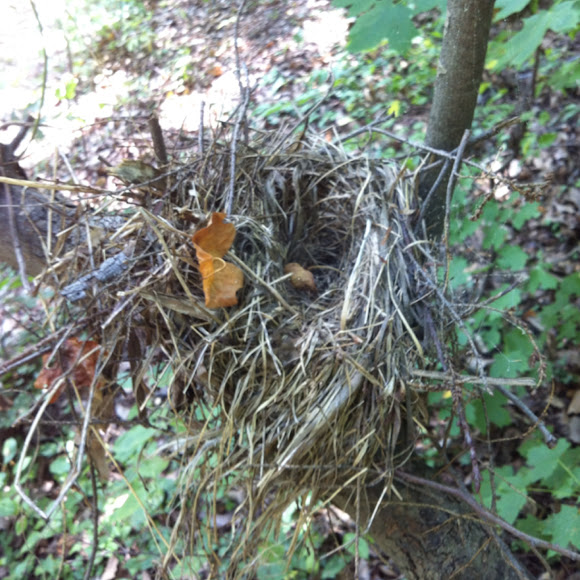 Spotting Image 1