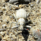 Desert weevil