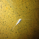 Silverfish