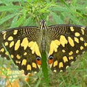 Lime butterfly