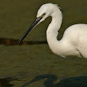 Garceta común (Litle Egret)