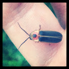 Firefly