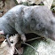 Northern Short-tailed Shrew