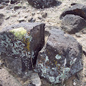 lichen