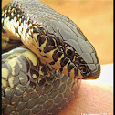 Eastern black kingsnake