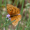 Marbled Fritillary