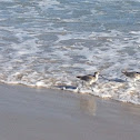 Marbled Godwit