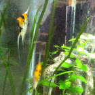 Angel Fish