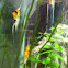 Angel Fish