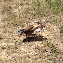 killdeer