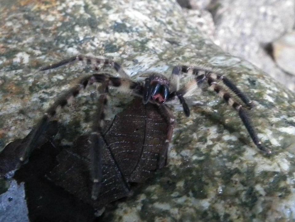 Spider