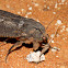 Endoxyla sp.