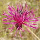 Southern Crupina, vunenasti nosan