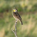 Western Meadowlark