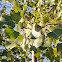 Eastern Cottonwood