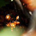 Ladybug