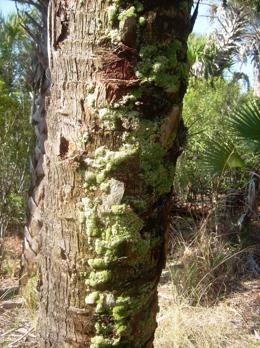 Tree mold