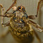 Sawyer beetle