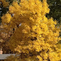Ash tree
