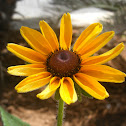 Black-Eyed Susan
