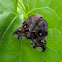 Ricaniid Planthopper