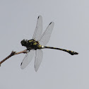 Common Clubtail