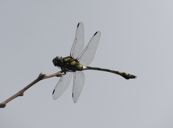 Spotting Image 1