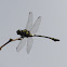Common Clubtail