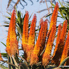 Krantz Aloe