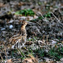 Ruffed Grouse