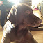 Chocolate Lab