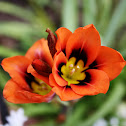 Arlequín / Harlequin Flower