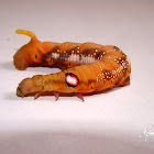 Oleander Hawk-moth Caterpillar